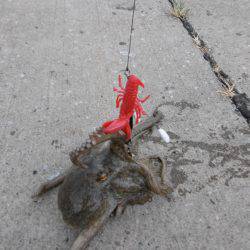 遠征２日目オクトパッシング